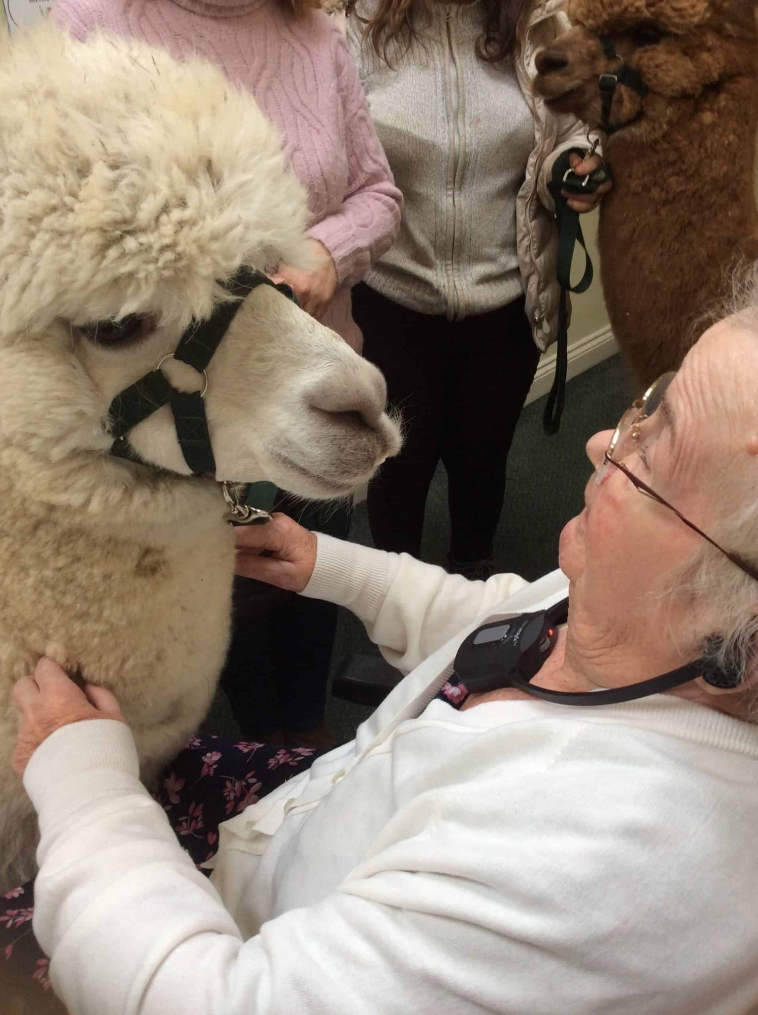 The Benefit of Therapy Animals in Nursing Homes Bristol Care Homes
